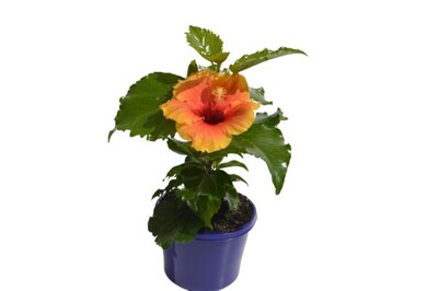 Hibiscus - Flamenco Apollo 150mm Pot (VN)