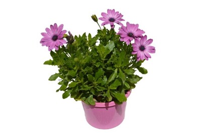 Osteospermum - Serenity Pink 150mm Pot (VN)