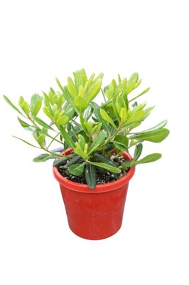 Pittosporum - Miss Muffet 150mm Pot (VN)