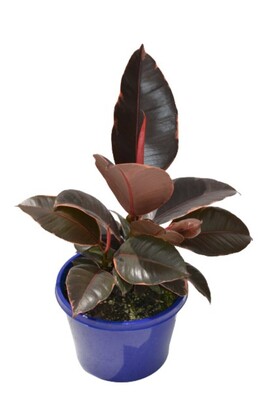 Ficus elastica - Ruby 150mm Pot (VN)