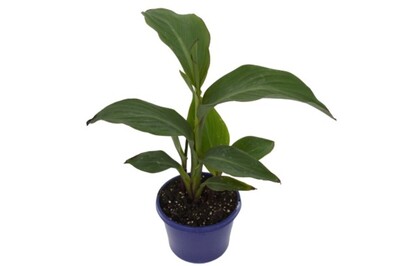 Canna Cannova Rosa - Canna Lily 150mm Pot (VN)