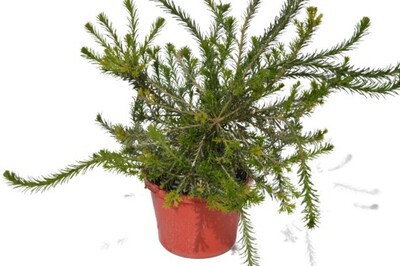 Banksia - Heath Banksia 150mm Pot (VN)