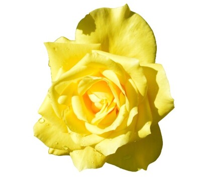 Rose 3ft Standard - Friesia 250mm Pot (VN)