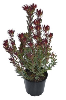Leucadendron - Devils Blush 200mm Pot