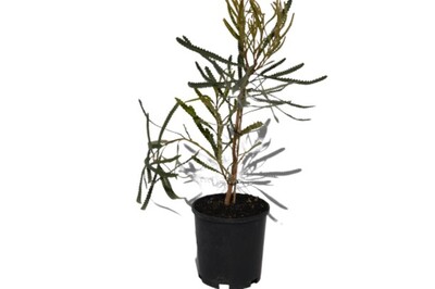 Banksia attentuata Dwarf 140mm