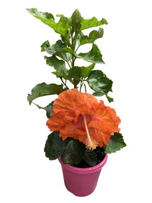 Hibiscus Rio Clara - Sunset Ruffle 150mm Pot (VN)