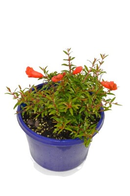 Punica - Mini Magic 150mm Pot (VN)
