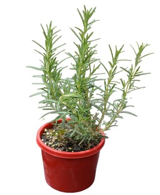 Rosemary - Savor 115mm Pot (VN)