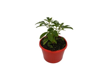 Choisya - Mexican Orange Blossom 150mm Pot (VN)
