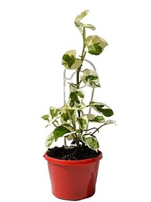 Pothos - Snow Queen 150mm Pot (VN)