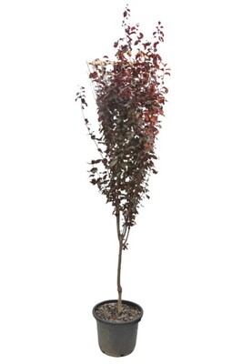 Prunus Nigra - Flowering Plum 250mm Pot