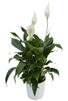 Spathiphyllum Peace Lily 175mm Pot