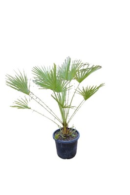 Chamaerops - European Fan Palm 300mm Pot