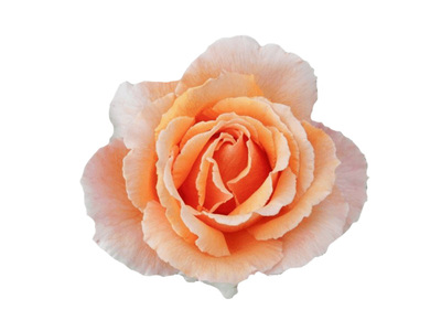 Rose 2ft Patio - Just Joey 250mm Pot (VN)