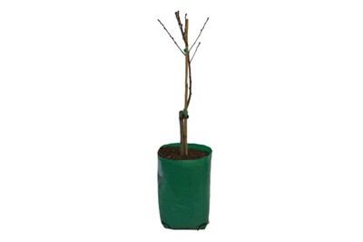 Nectarine - Valley Gold Super Dwarf - 230mm Bagged