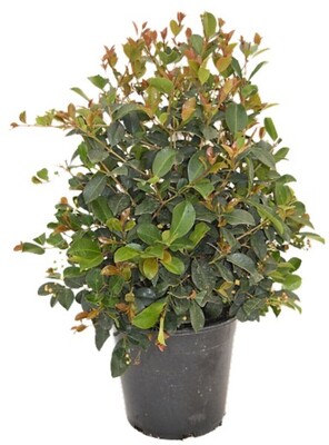 Syzygium - Big Red 250mm Pot