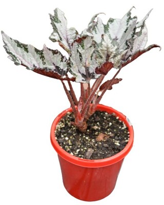 Begonia - Bewitched Wintergreen 150mm Pot (VN)