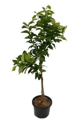 Double Graft - Emperor & Honey Murcott Mandarin 250mm Pot