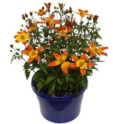 Bidens - Bee Alive 150mm Pot (VN)