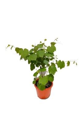 Grape - Sultana Seedless 200mm Pot (VN)