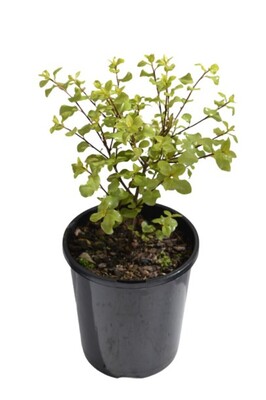 Pittosporum - Screen Master 140mm Pot