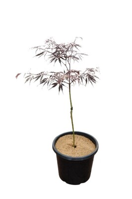 Acer - Dissectum Inaba Shidare 300mm Pot