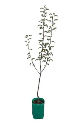 Pear - Beurre Bosc - 230mm Bagged