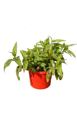 Mint - Vietnamese 115mm Pot (VN)