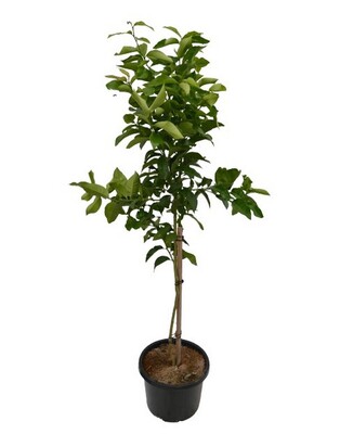 Double Graft - Washington Navel & Valencia Orange 250mm Pot