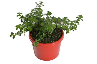 Thyme - Tabor 115mm Pot (VN)