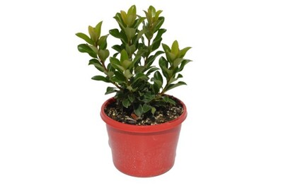 Rhaphiolepis - Intermedia 150mm Pot (VN)