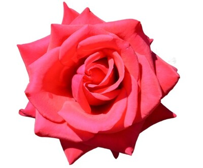 Rose 2ft Patio - Kardinal 250mm Pot (VN)