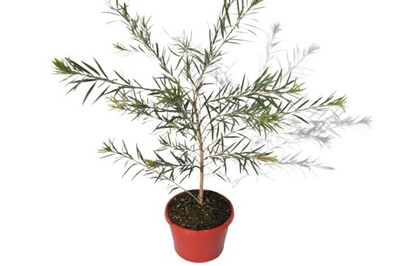 Callistemon - Hannah Ray 200mm (VN)