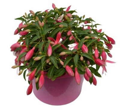 Fuchsia - Bella Evita 150mm Pot (VN)