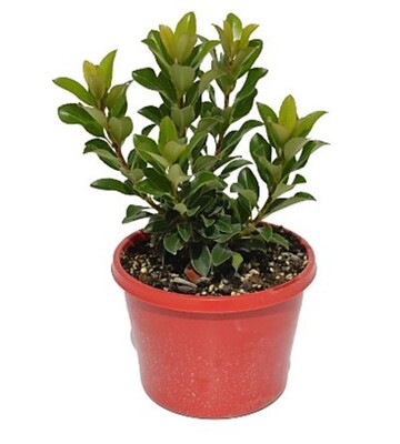Rhaphiolepis - Snow Maiden 150mm Pot (VN)