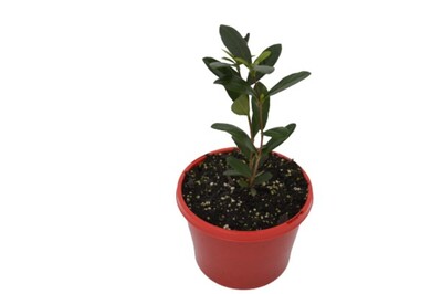 Feijoa - Pineapple Guava 150mm Pot (VN)