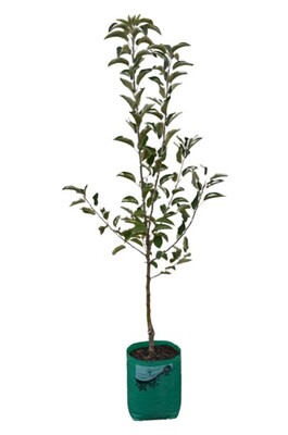 Apple - Royal Gala - 230mm Bagged