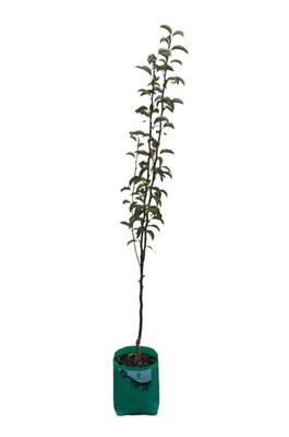 Pear - Sensation - 230mm Bagged*