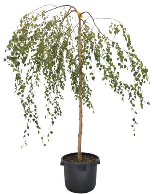 Betula Pendula Youngii Tall - Weeping 500mm VN