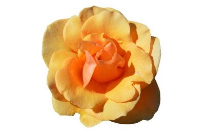 Rose 3ft Standard - Brandy 250mm Pot (VN)
