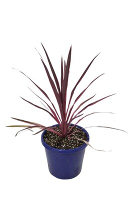 Cordyline - Pink Passion 200mm Pot (VN)
