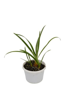 Agapanthus - Dwarf White 140mm Pot
