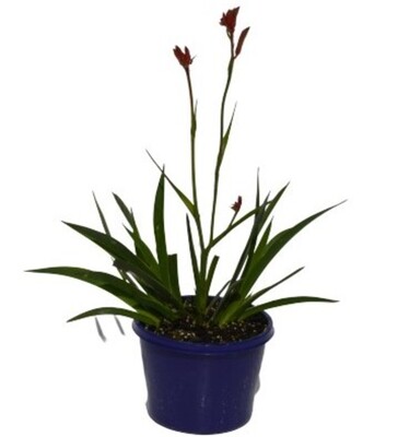 Anigozanthos Bush Gem Bush Ballad - Kangaroo Paw 150mm Pot (VN)