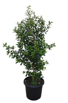 Syzygium - Select Form Lilly Pilly 180mm Pot