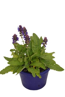 Salvia - Blue Marvel 150mm Pot (VN)