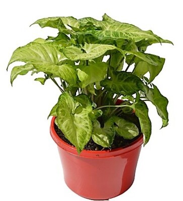 Syngonium White Butterfly 150mm Pot (VN)