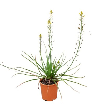 Bulbine - Native Leek 140mm Pot