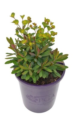 Euphorbia - Ascot Liliput 140mm Pot