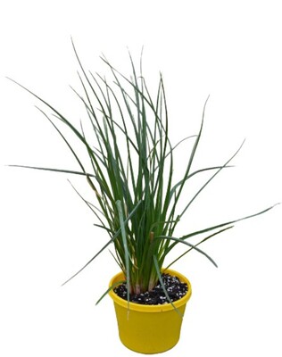 Kniphofia - Poco Orange 150mm Pot (VN)
