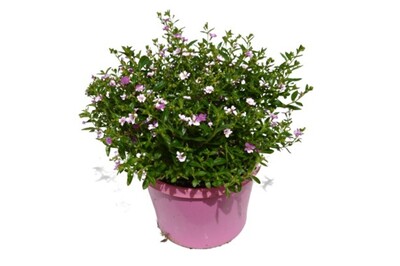 Cuphea - Jocelyns Pink 150mm Pot (VN)